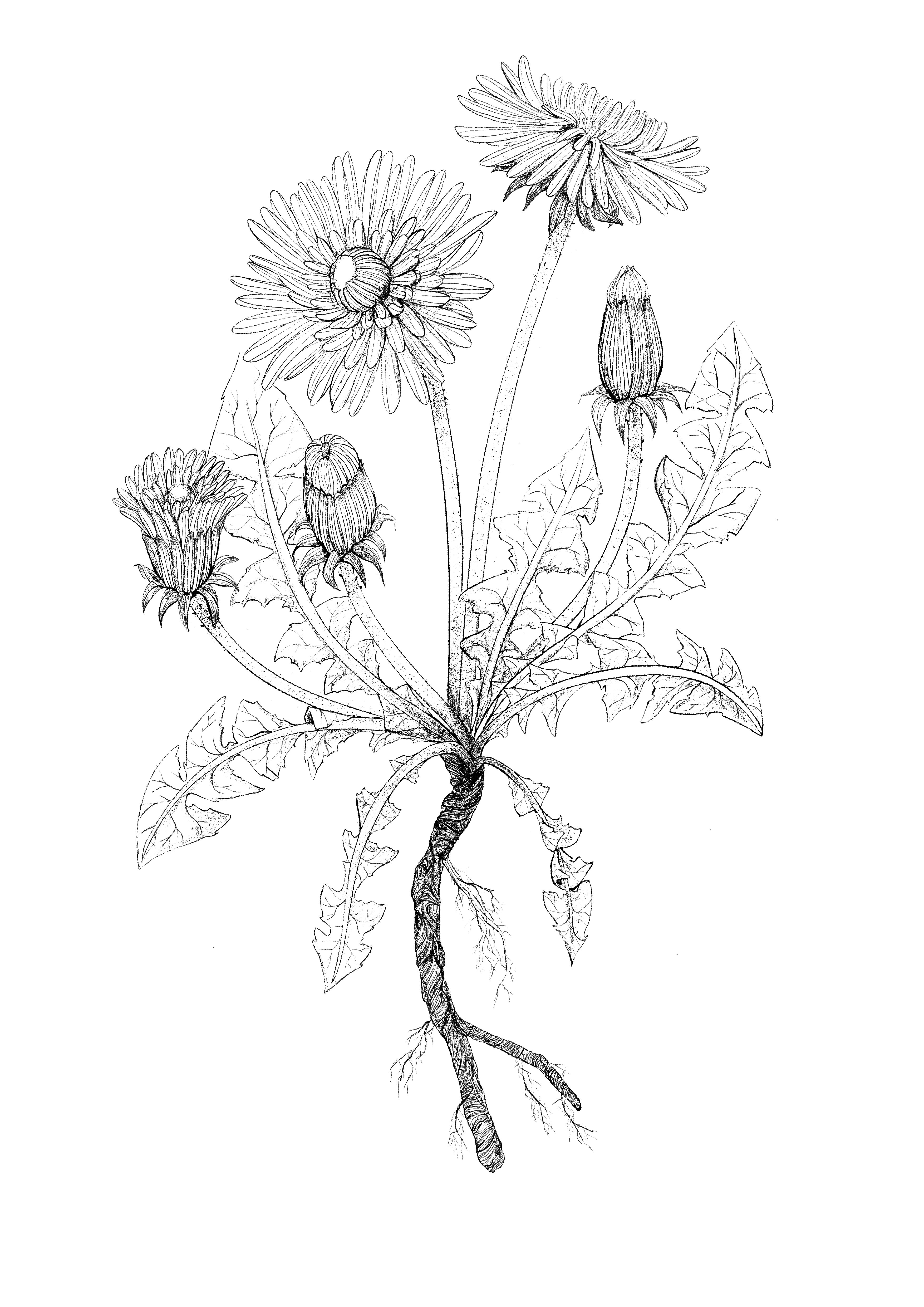 Löwenzahn